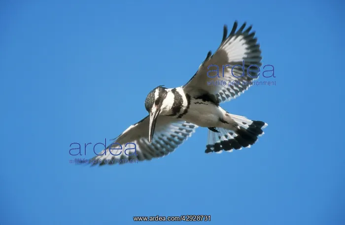 : Lesser Pied KINGFISHER - hovering : Lesser Pied KINGFISHER - hovering