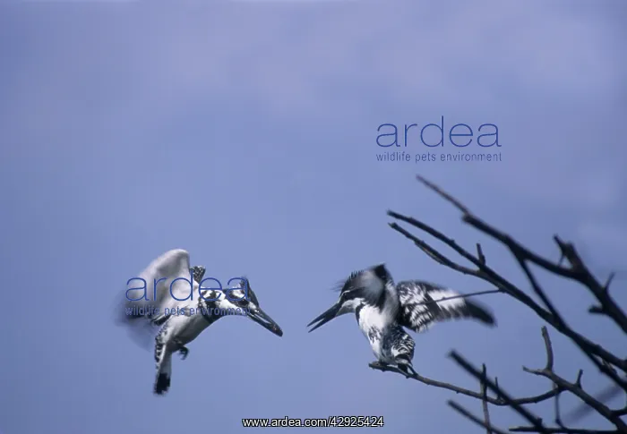 : Lesser Pied Kingfishers - courtship display in flight : Lesser Pied Kingfishers - courtship display in flight