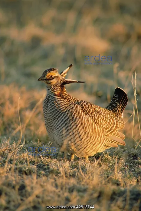 : Lesser Pinnated GROUSE / Lesser Prairie Chicken : Lesser Pinnated GROUSE / Lesser Prairie Chicken