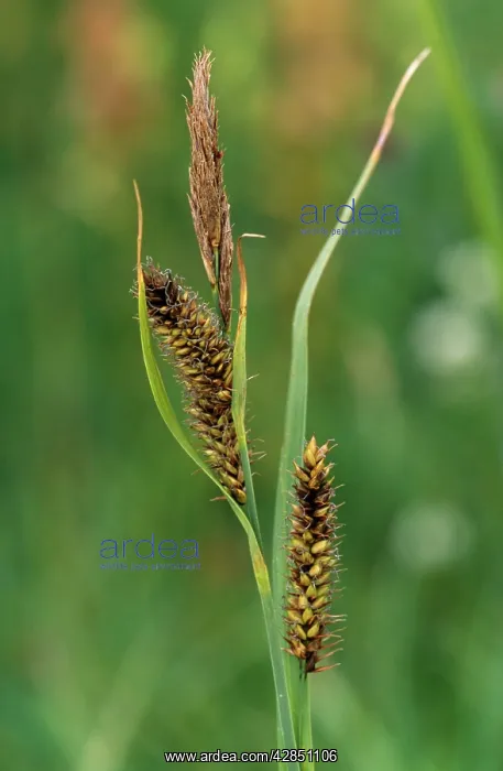 : Lesser Pond SEDGE : Lesser Pond SEDGE