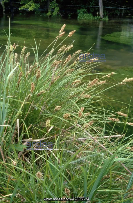 : Lesser Pond Sedge - by River Itchen : Lesser Pond Sedge - by River Itchen