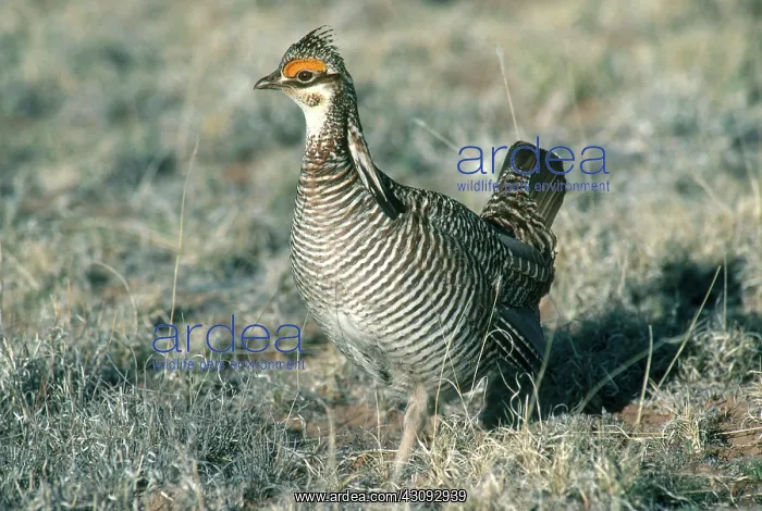 : Lesser Prairie Chicken : Lesser Prairie Chicken