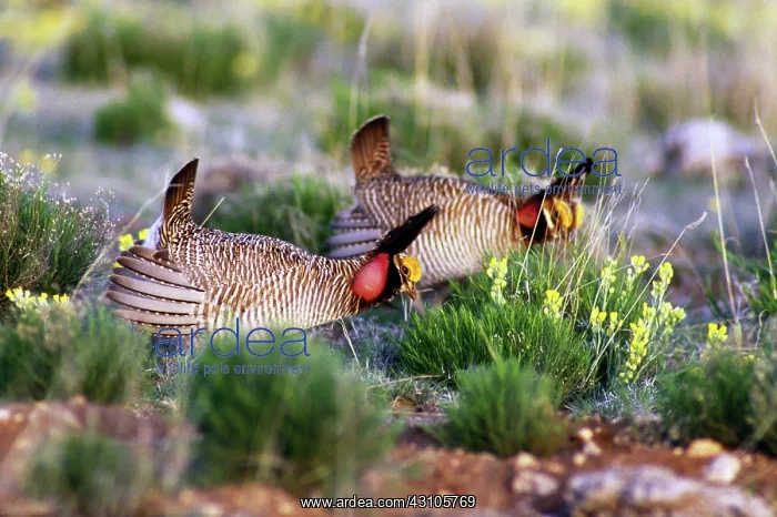 : Lesser Prairie Chicken : Lesser Prairie Chicken