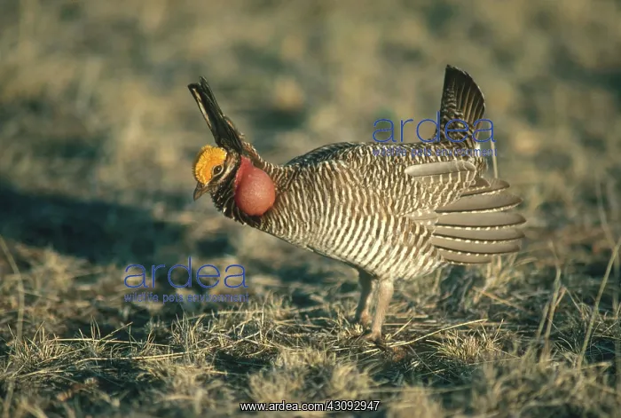 : Lesser Prairie Chicken Displaying : Lesser Prairie Chicken Displaying