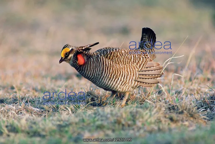 : Lesser Prairie-chicken - male on display groundSS : Lesser Prairie-chicken - male on display groundSS