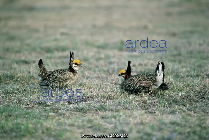 : Lesser Prairie-chicken - Males at boundary of territories : Lesser Prairie-chicken - Males at boundary of territories
