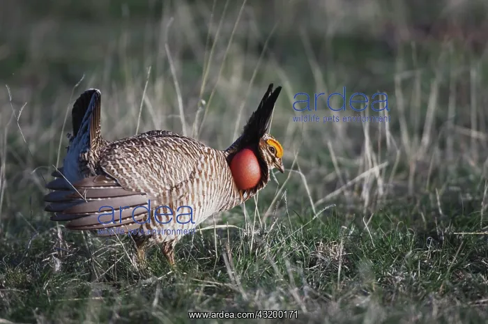 : Lesser Prairie-Chicken (Tympanuchus pallidicinctus) : Lesser Prairie-Chicken (Tympanuchus pallidicinctus)