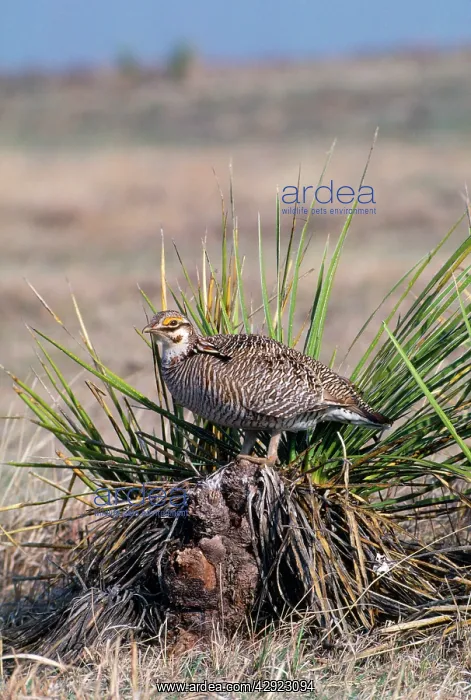: LESSER PRAIRIE GROUSE : LESSER PRAIRIE GROUSE