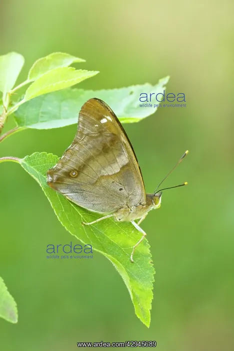 : Lesser Purple Emperor : Lesser Purple Emperor