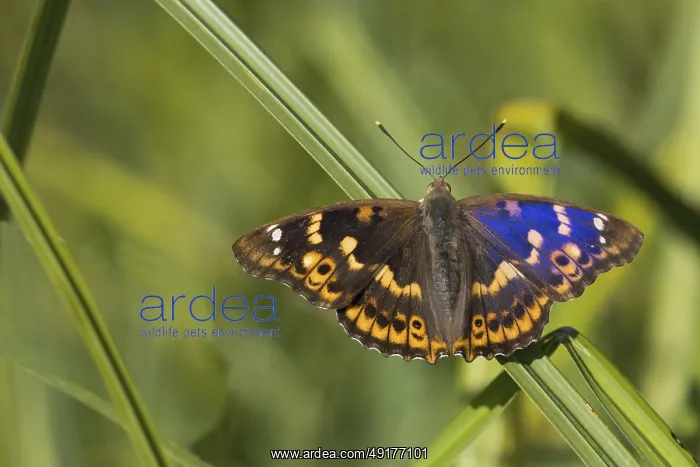 : A Lesser purple emperor (Apatura lilia) on a reed stalk with spread wings : A Lesser purple emperor (Apatura lilia) on a reed stalk with spread wings
