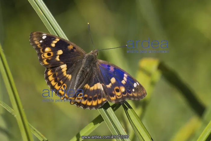 : A Lesser purple emperor (Apatura lilia) with spread wings sitting on a reed : A Lesser purple emperor (Apatura lilia) with spread wings sitting on a reed