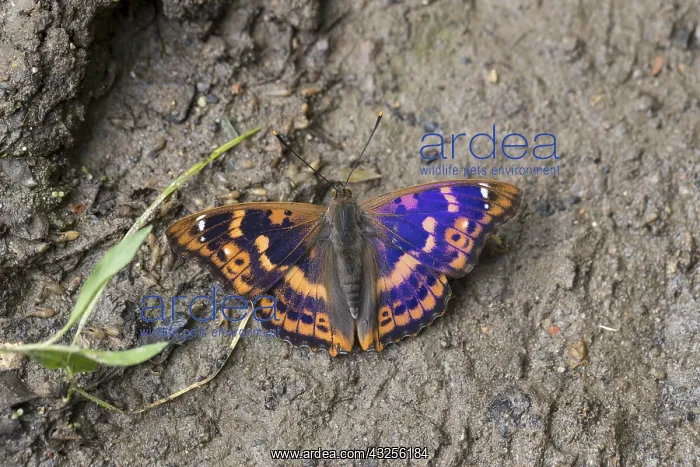 : Lesser Purple Emperor Butterfly - Hungary : Lesser Purple Emperor Butterfly - Hungary
