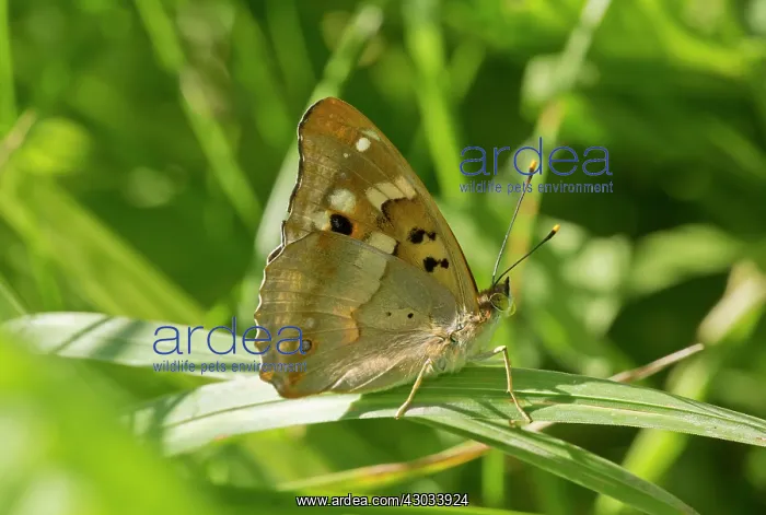  : Lesser Purple Emperor Butterfly male Romania