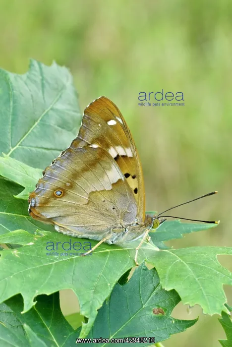 : Lesser purple emperor - Underside, resting on leaf : Lesser purple emperor - Underside, resting on leaf