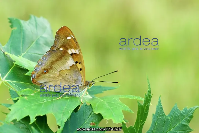 : Lesser purple emperor - Underside, resting on leaf : Lesser purple emperor - Underside, resting on leaf