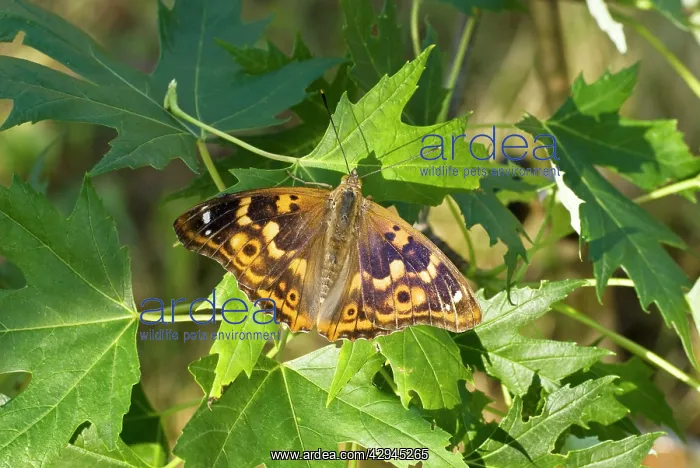 : Lesser purple emperor - Upperside, resting on leaves : Lesser purple emperor - Upperside, resting on leaves