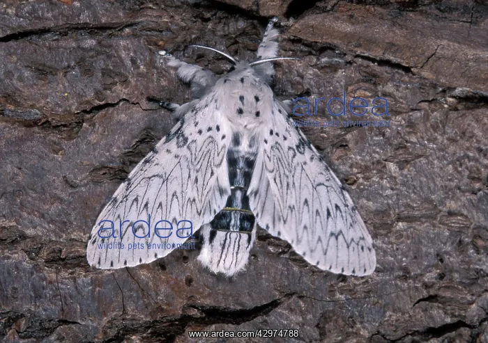 : Lesser Puss Moth : Lesser Puss Moth