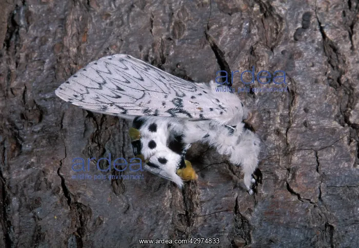 : Lesser Puss Moth - catalepsy (Death feigning posture) : Lesser Puss Moth - catalepsy (Death feigning posture)
