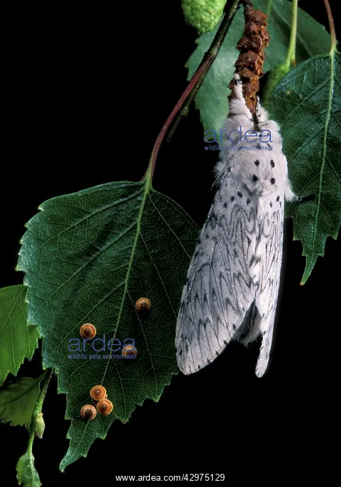 : Lesser Puss Moth - female and its eggs on birch leaf : Lesser Puss Moth - female and its eggs on birch leaf