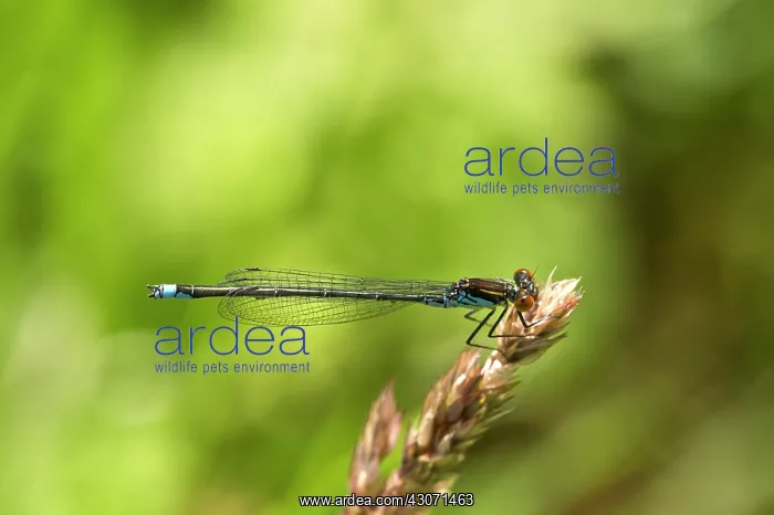 : Lesser Red-eyed Damselfly (Erythromma viridulum) : Lesser Red-eyed Damselfly (Erythromma viridulum)