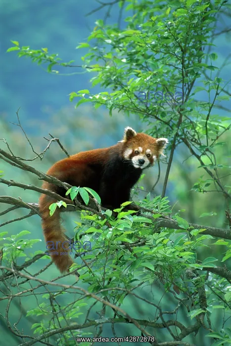  : Lesser  /  Red Panda - In tree