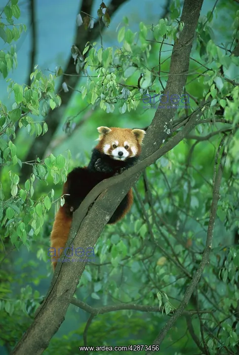 : Lesser  /  Red panda - In tree