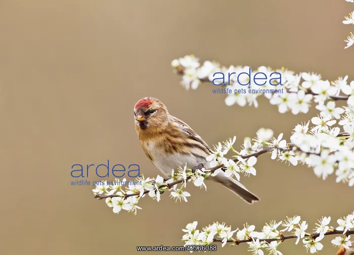 : Lesser Redpoll - female in blackthorn - Spring : Lesser Redpoll - female in blackthorn - Spring