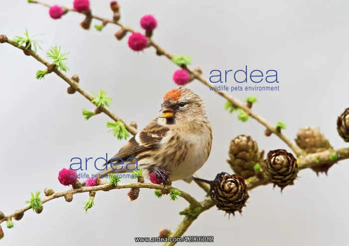 : Lesser Redpoll - female feeding on Larch : Lesser Redpoll - female feeding on Larch