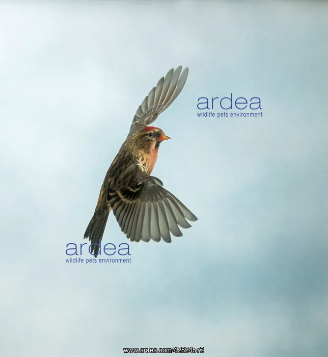 : Lesser Redpoll - male, in flight : Lesser Redpoll - male, in flight