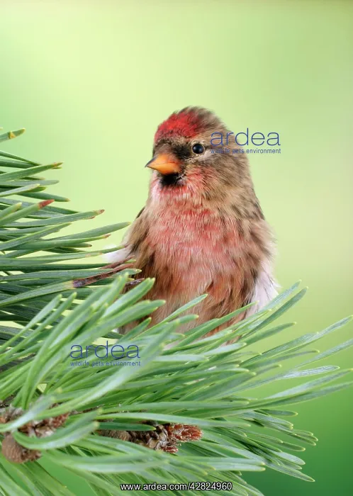 : Lesser Redpoll - Male on pine : Lesser Redpoll - Male on pine