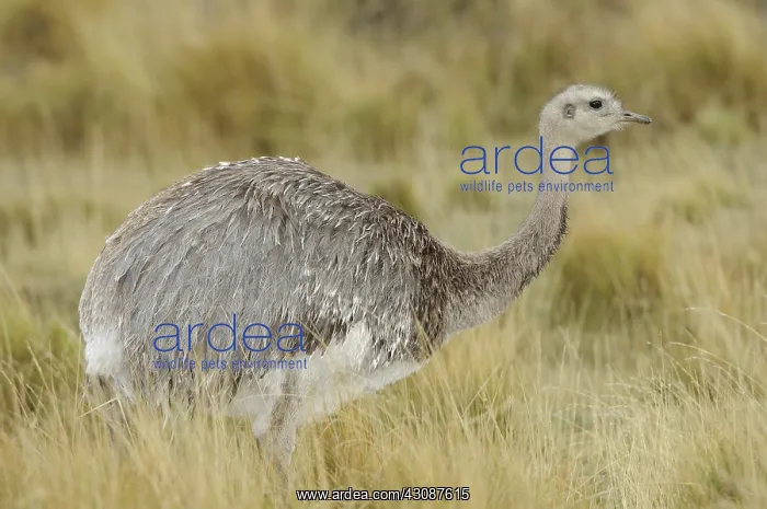 : Lesser Rhea : Lesser Rhea