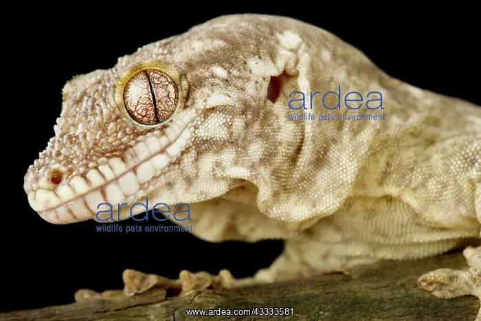 : Lesser rough-snouted giant gecko (Rhacodactylus : Lesser rough-snouted giant gecko (Rhacodactylus