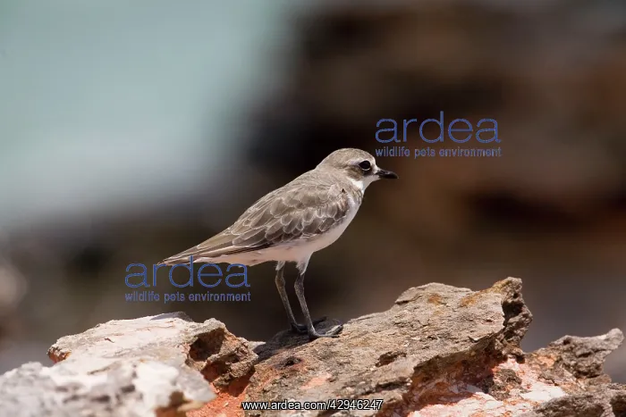 : Lesser Sand Plover / Lesser Sandplover / Mongolian : Lesser Sand Plover / Lesser Sandplover / Mongolian