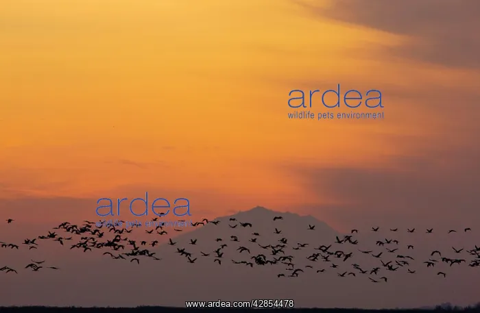 : Lesser Sandhill Cranes - in flight - to roost at : Lesser Sandhill Cranes - in flight - to roost at