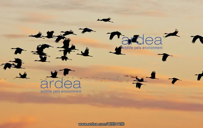 : Lesser Sandhill Cranes - in flight - to roost at sunset : Lesser Sandhill Cranes - in flight - to roost at sunset
