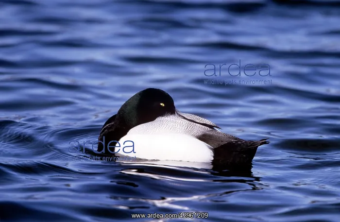  : Lesser Scaup