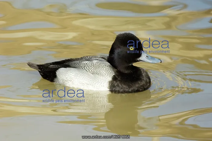 : Lesser Scaup : Lesser Scaup