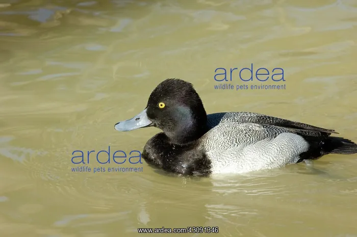 : Lesser Scaup : Lesser Scaup