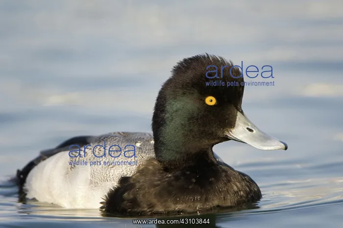 : Lesser Scaup : Lesser Scaup