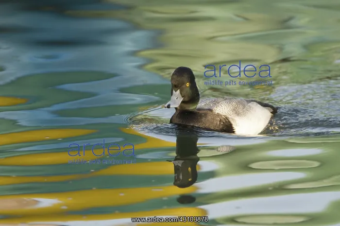 : Lesser Scaup : Lesser Scaup