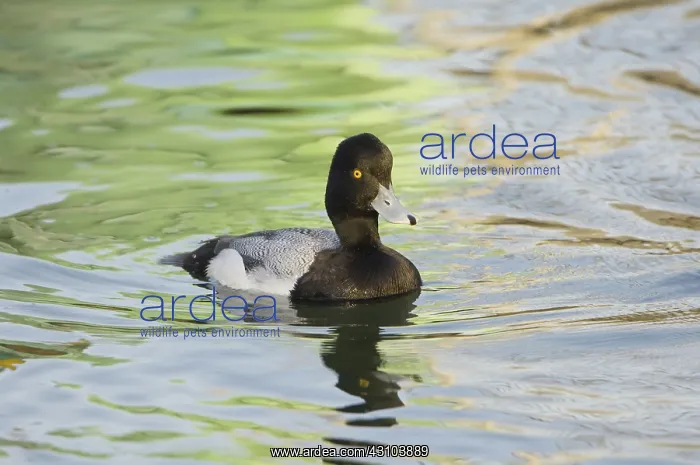 : Lesser Scaup : Lesser Scaup