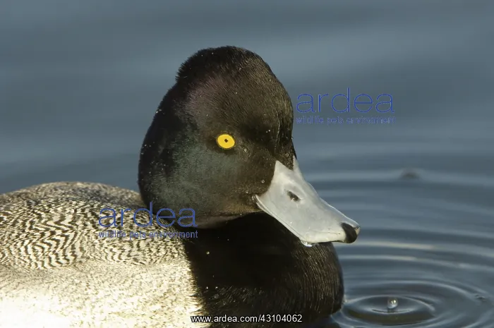 : Lesser Scaup : Lesser Scaup