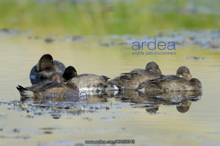 : Lesser Scaup : Lesser Scaup
