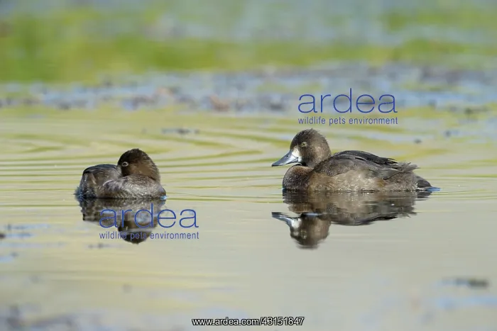: Lesser Scaup : Lesser Scaup