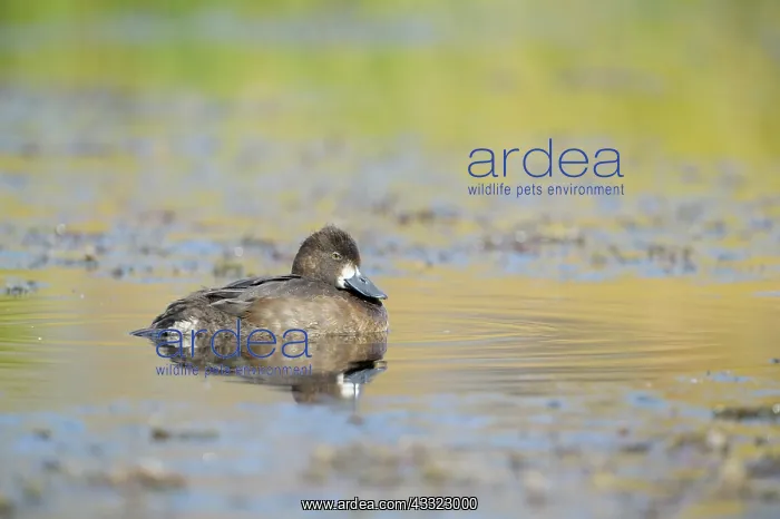: Lesser Scaup : Lesser Scaup