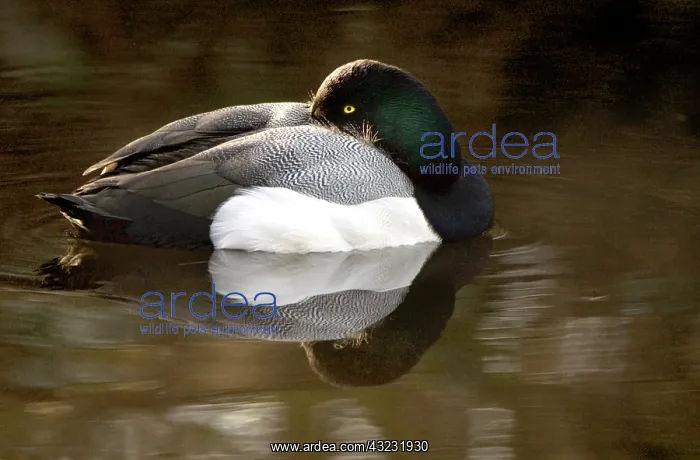 : Lesser Scaup, Aythya affinis, Stanley Park : Lesser Scaup, Aythya affinis, Stanley Park
