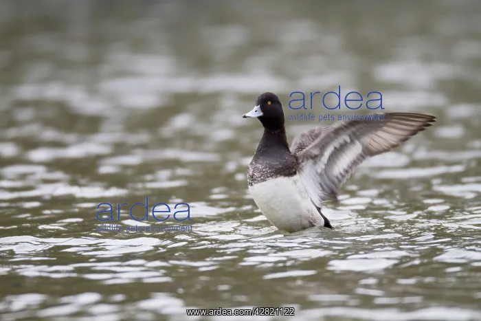 : Lesser Scaup - drake flapping wings - winter : Lesser Scaup - drake flapping wings - winter