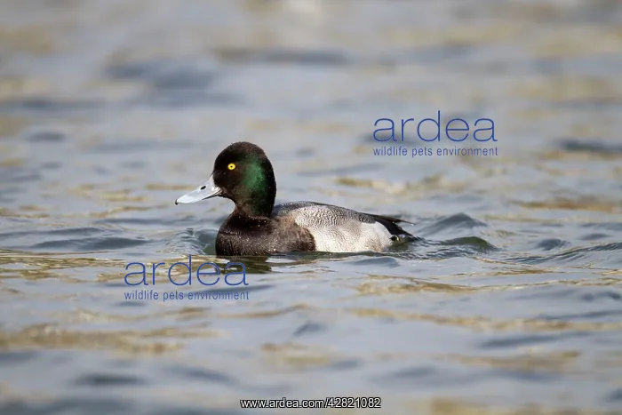 : Lesser Scaup - drake - winter : Lesser Scaup - drake - winter