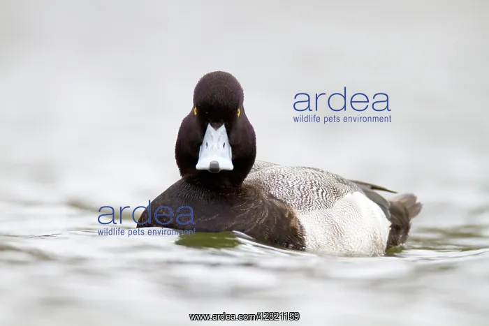 : Lesser Scaup - drake - winter : Lesser Scaup - drake - winter