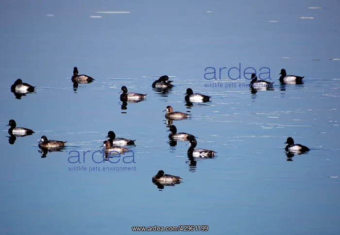 : Lesser Scaup Duck - group : Lesser Scaup Duck - group